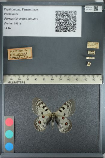 Media type: image;   Entomology 174563